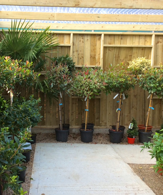 Bolney Nursery, Cowfold Rd, Bolney West Sussex